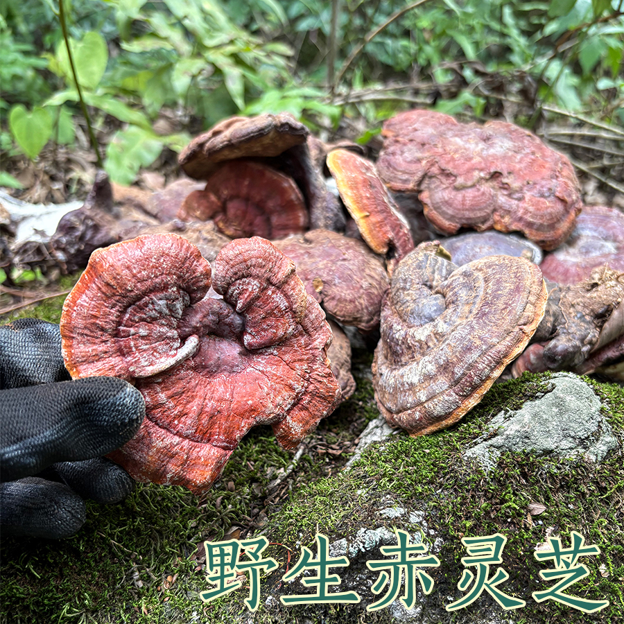 贵州山货正宗特级野生赤灵芝天然白肉金边红灵芝整枝干货滋补