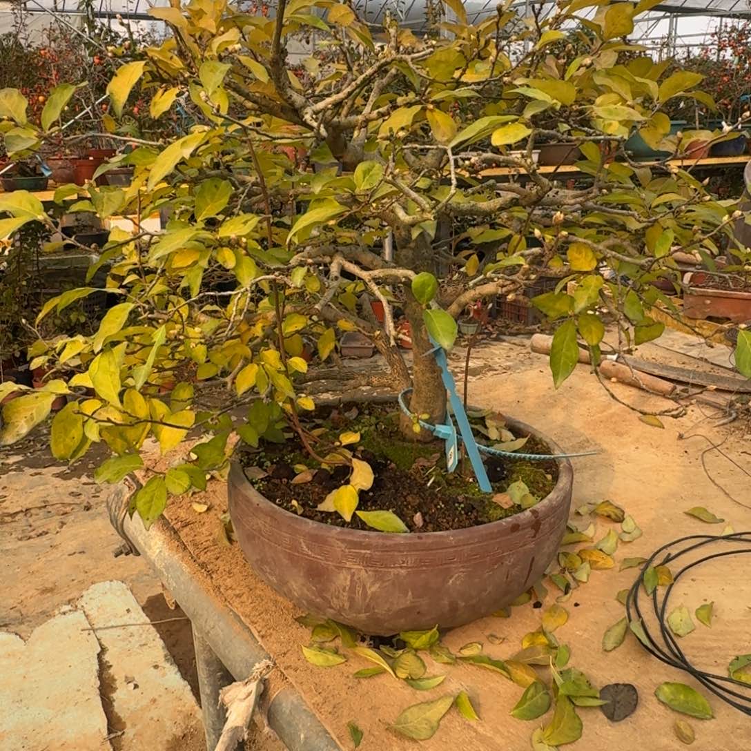 足***迹无花朵公鸦。顺丰到付不包邮