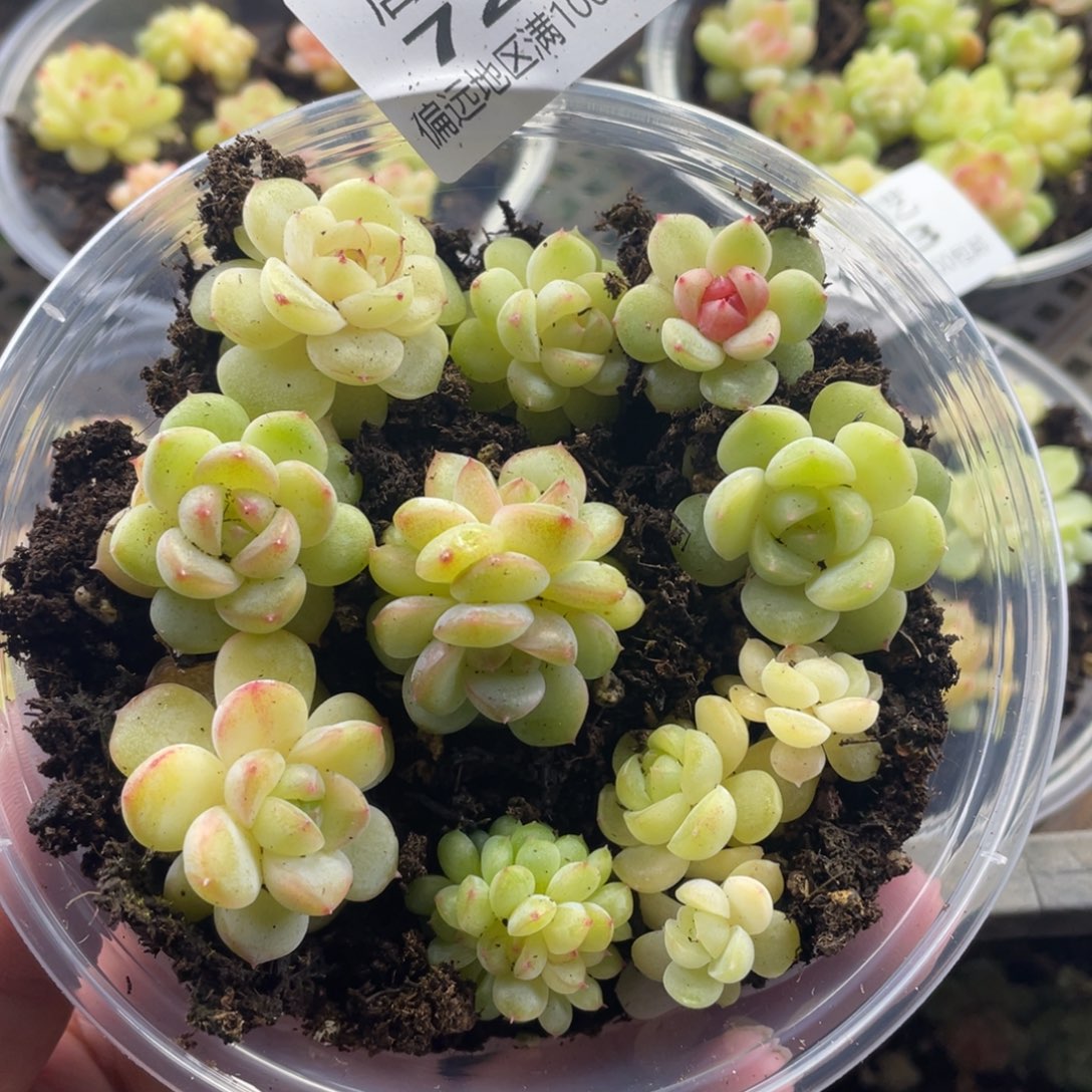 优选子播苗一物一拍724