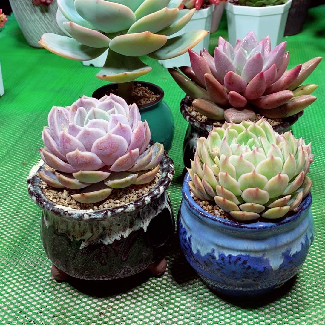 白凤 桃花源 蓝色惊喜 昂斯诺福利 多肉植物