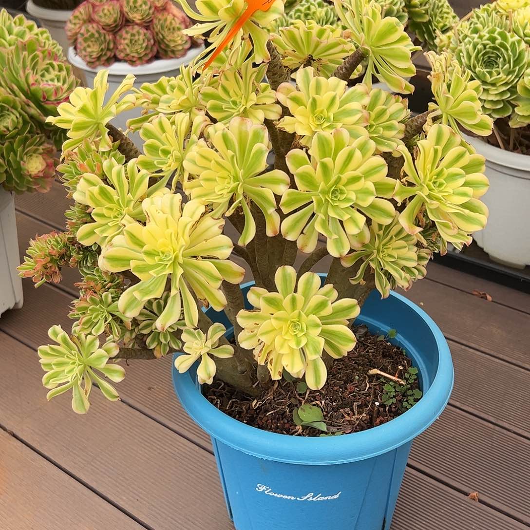 艳日伞缀111111111