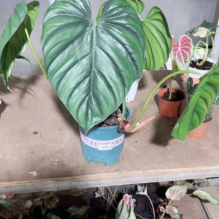 完全开放053哥伦比亚