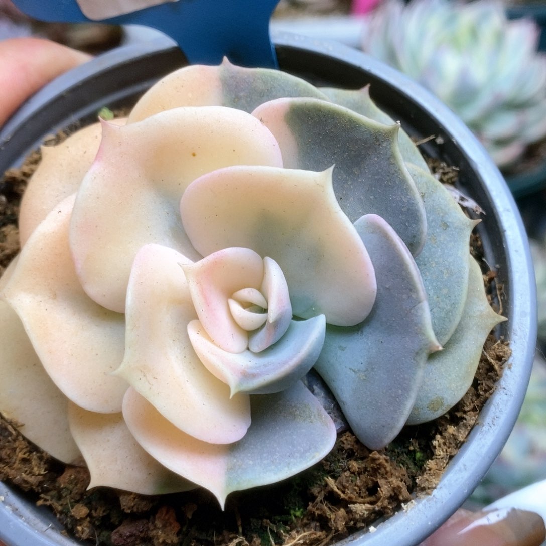 127双子座锦锦锦锦锦锦锦