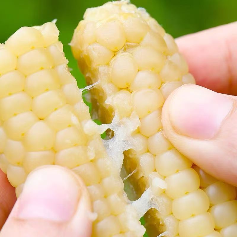 【到手约500克散装】小鹿 拇指小玉米 饼干