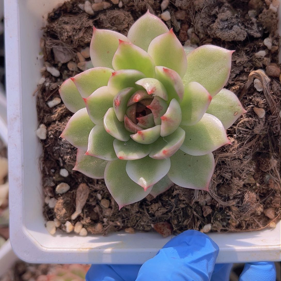 黑水晶锦，覆轮锦