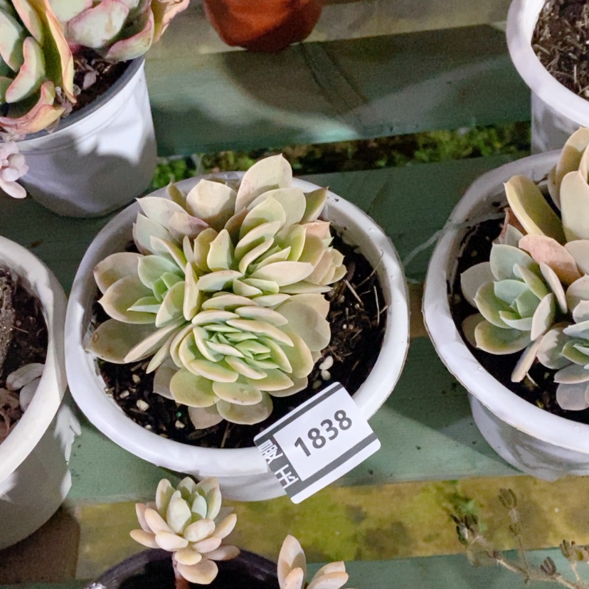 【闪购商品】静**开星娜塔缀1838