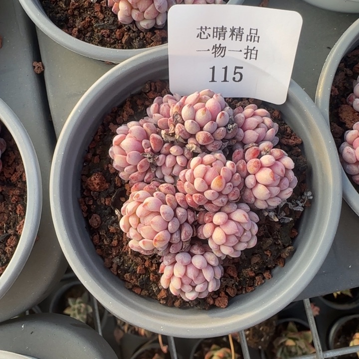 闪购精品多肉115号