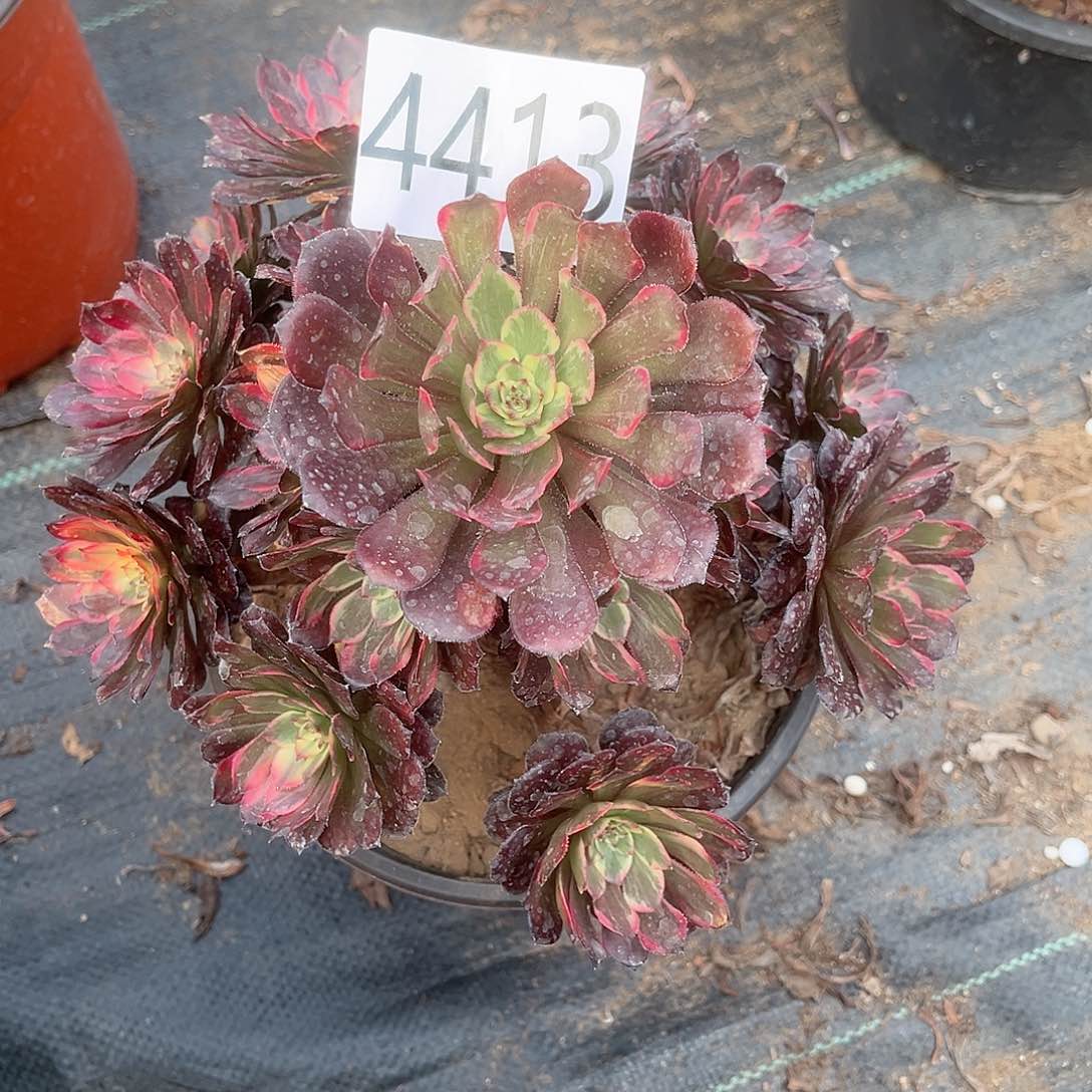 4413烟花多肉植物