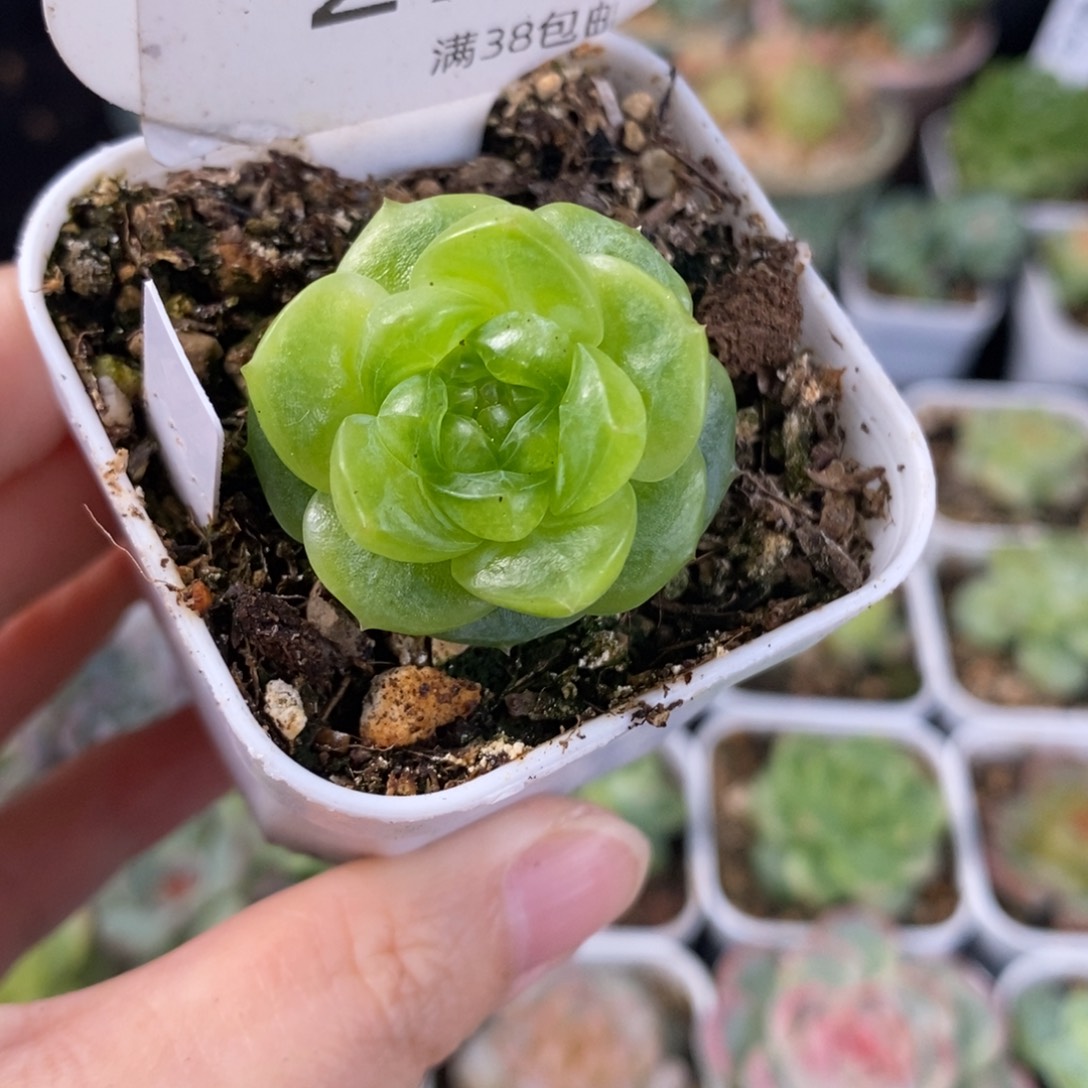 大宁糖心单头福利27号
