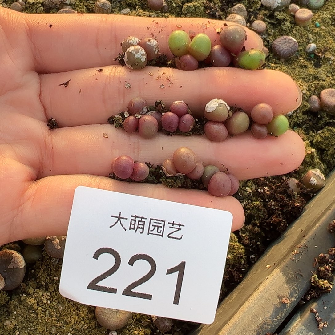 干****一物一拍10颗园艺紫葡萄。 221