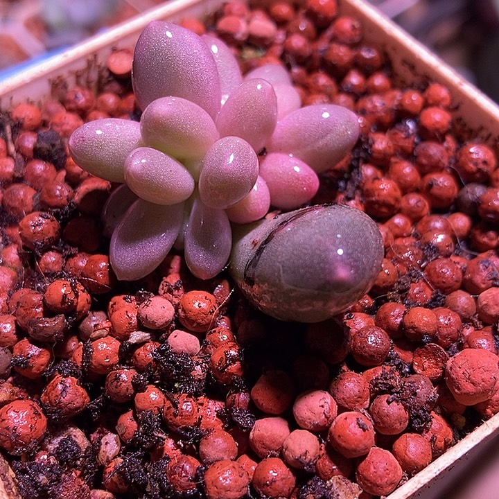 七彩奶酪锦多肉植物