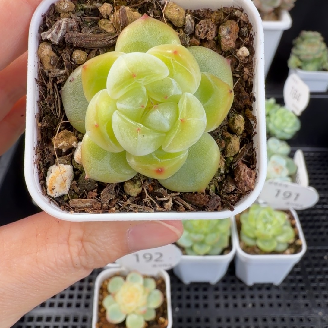 珍妮孤品单头193号一颗