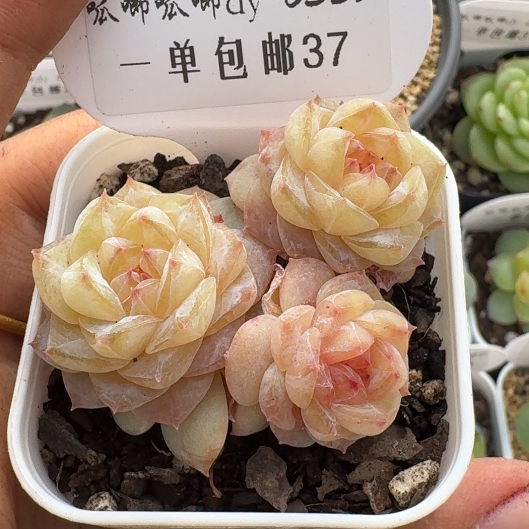 0327-037-编号群一颗