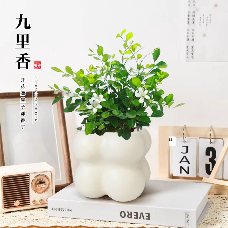 会开花 驱蚊九里香办公室客厅室内绿植花卉好养易活盆栽防辐射