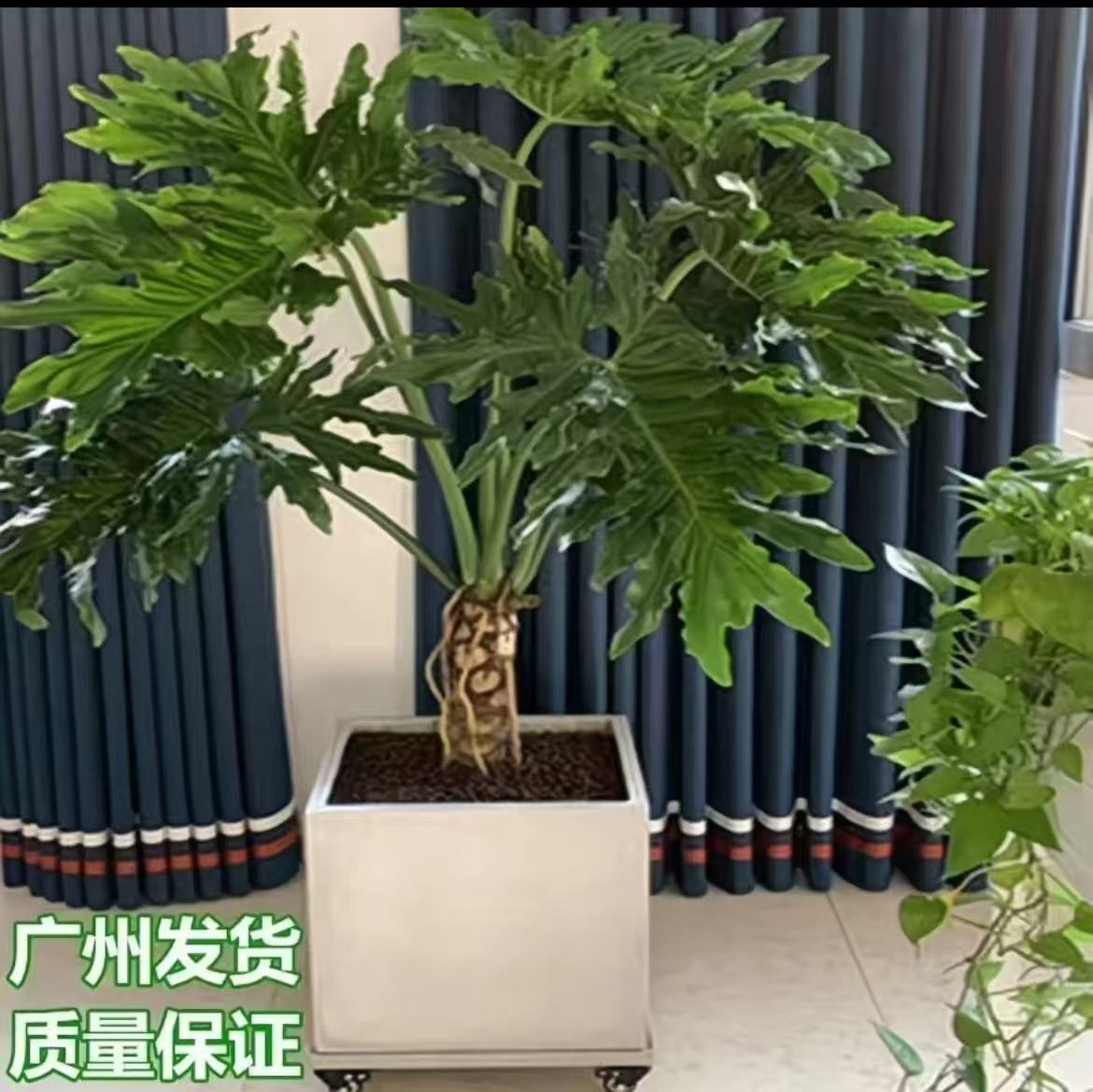 龙鳞春羽7年老桩盆栽大型绿植网红室内办公室吸甲醛基地培育盆