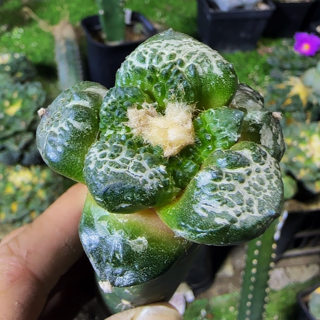 大尤龟甲连山002