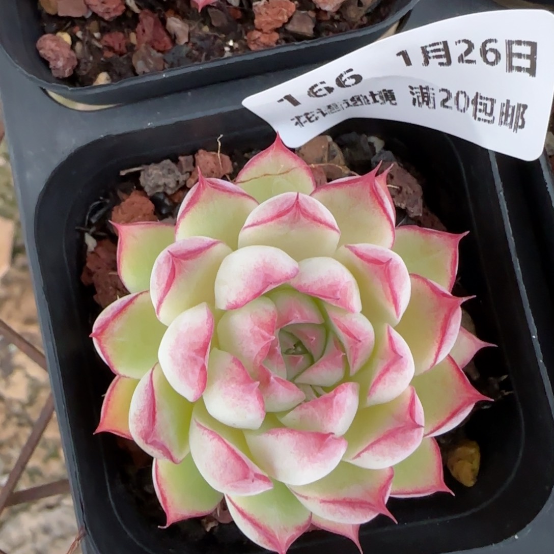 花语逸镜0126-166