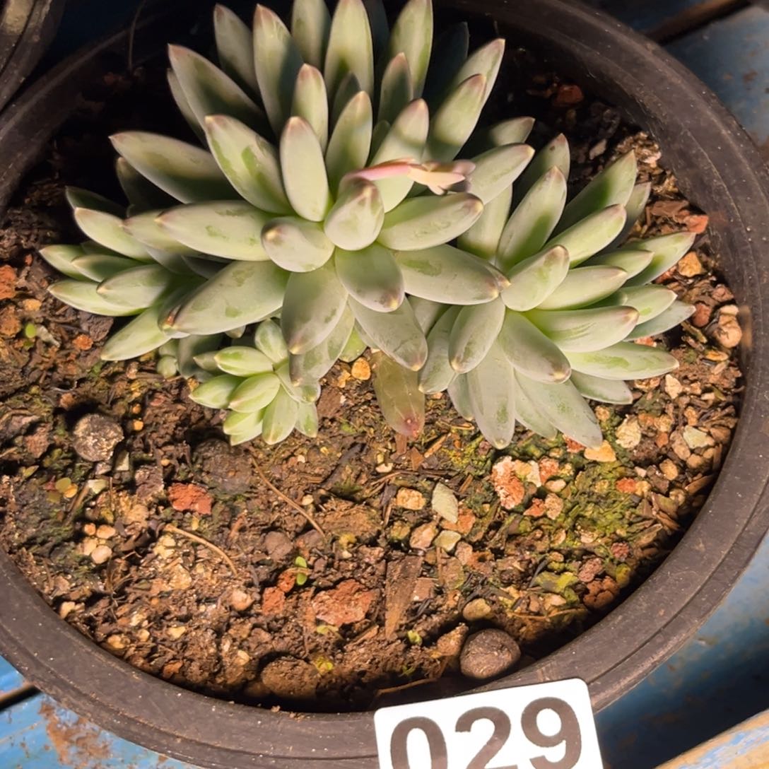 伊卡鲁斯029多肉植物