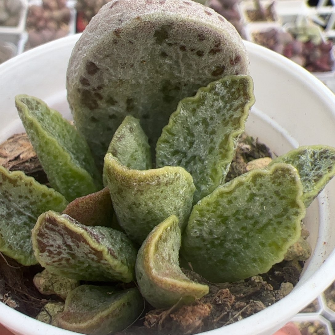 花岗岩大苗多肉植物水泡
