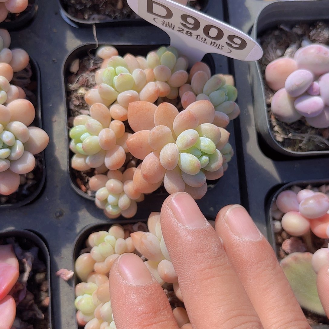 D909鱼子酱一物一拍