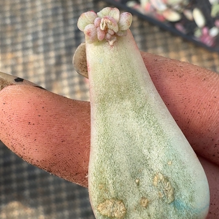 一物一拍好看好看 