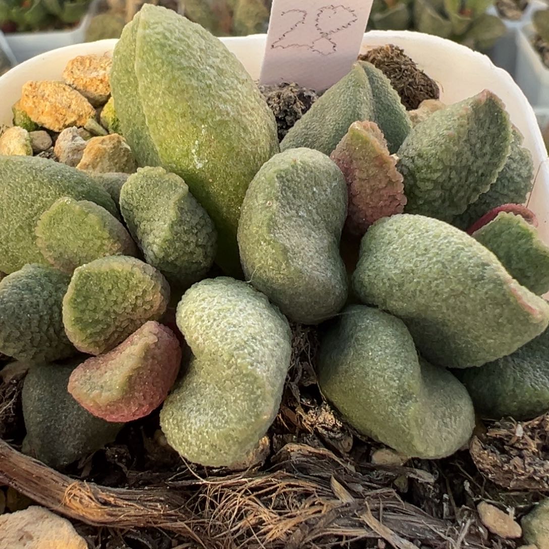 花型实生新品大苗多肉植物