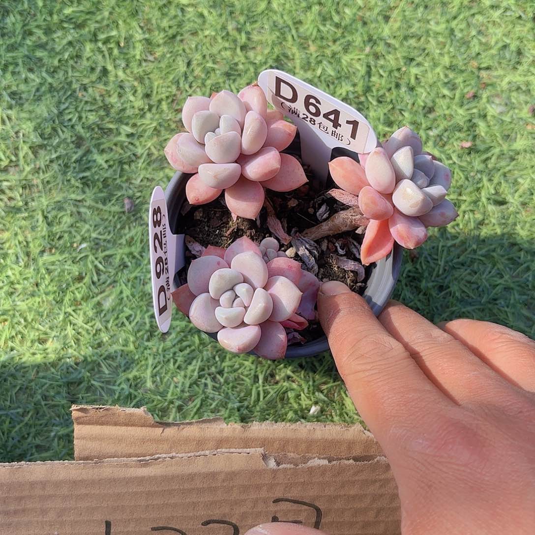 D641花瓣路一物一拍