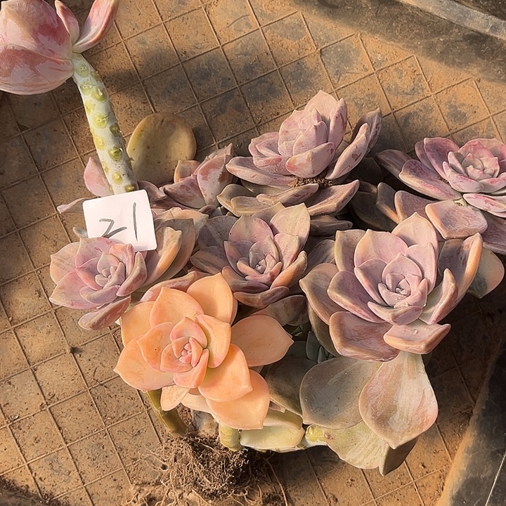 一***年紫乐景21号23多肉植物