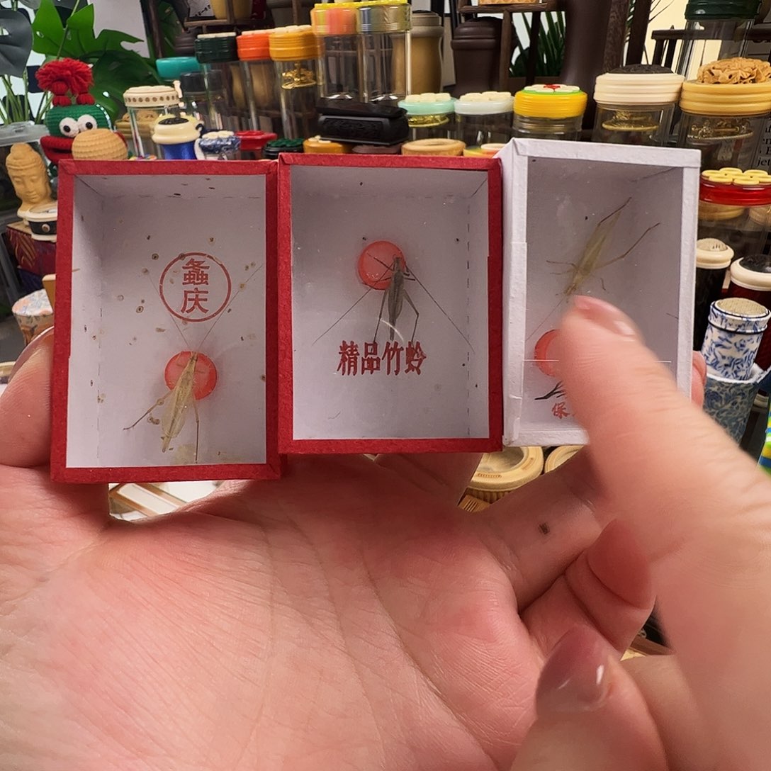 柬埔寨竹蛉➕紫竹蛉➕山竹蛉