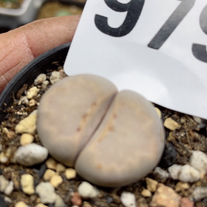 979母本热唇带盆