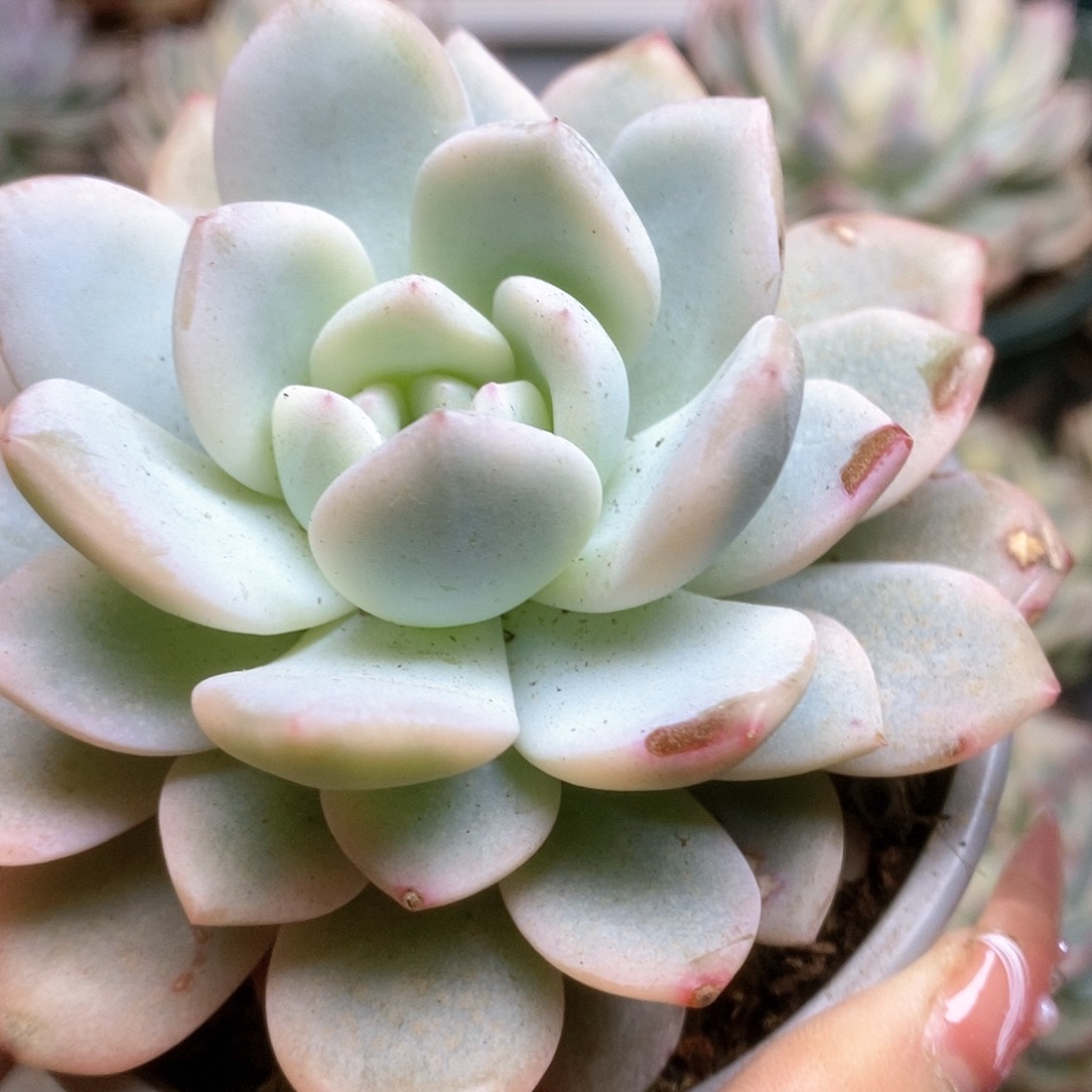 152梦露锦锦锦锦锦