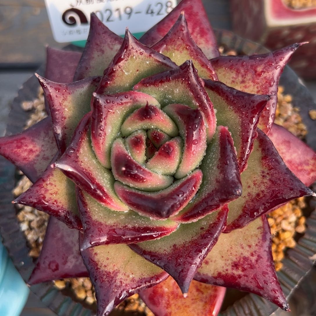 从前慢多肉精选编号0219.428