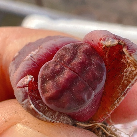 【闪购商品】20156