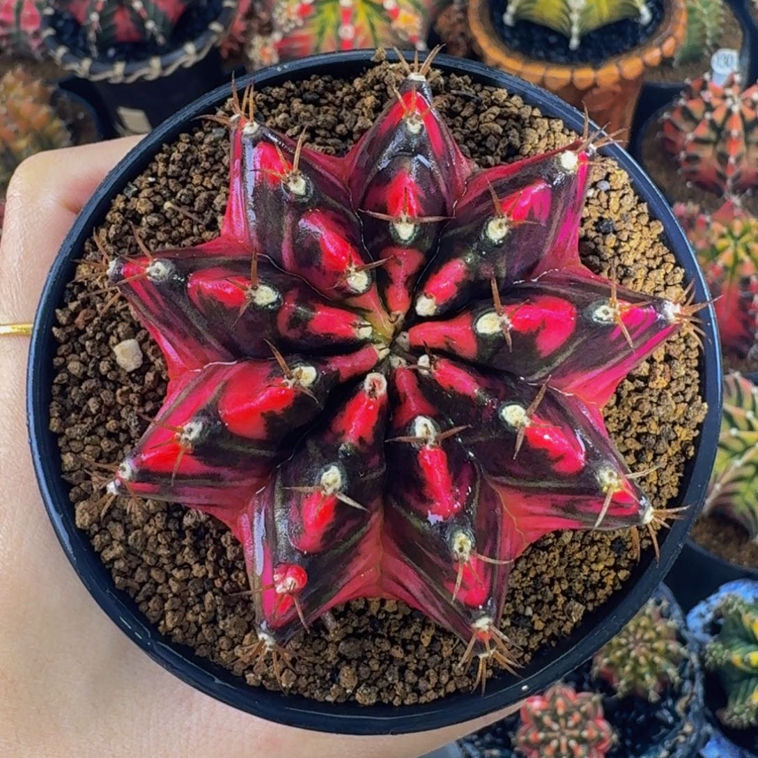 玫红女神000000000001