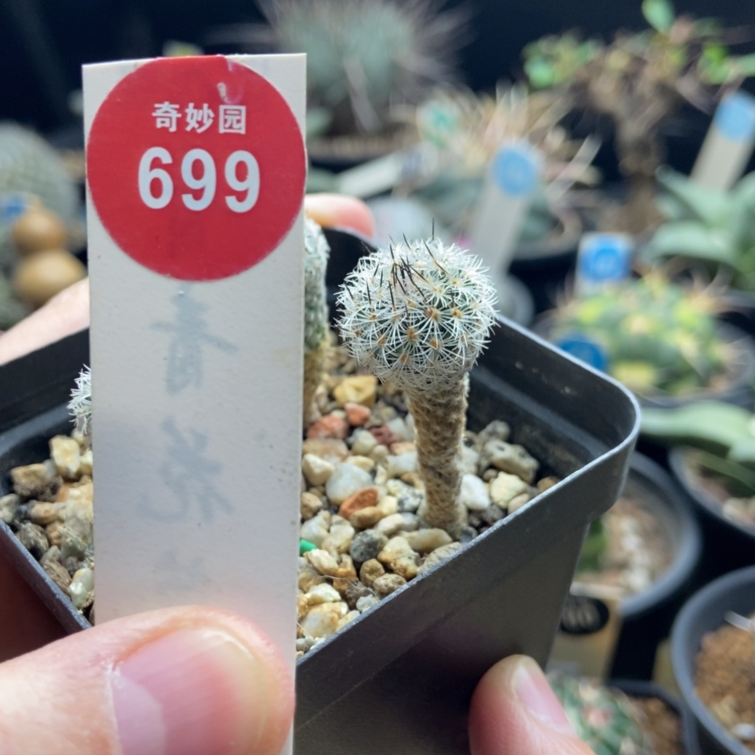 实生赤花美针玉1.6cm