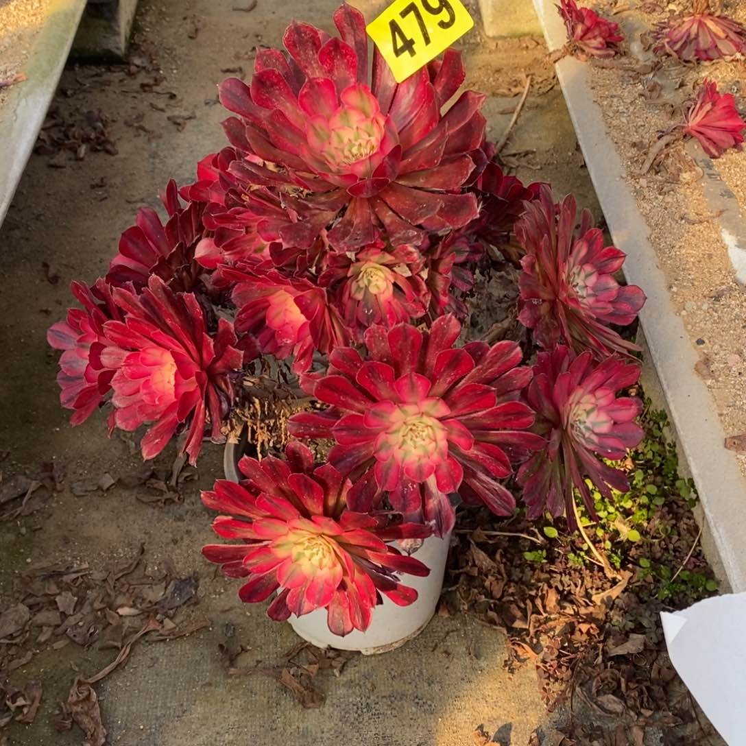 红通白多肉法师479