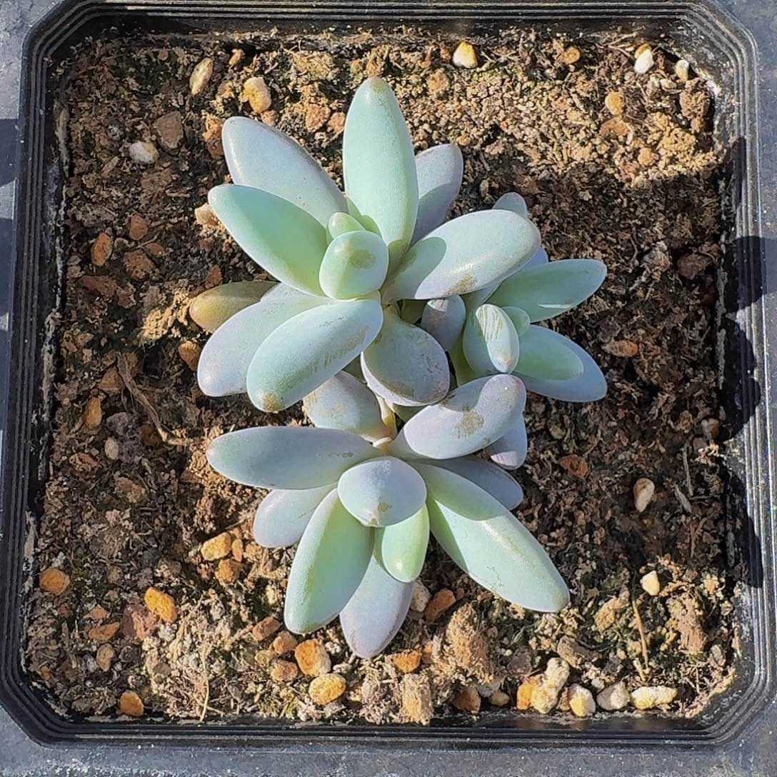 企鹅 3头 一物一拍