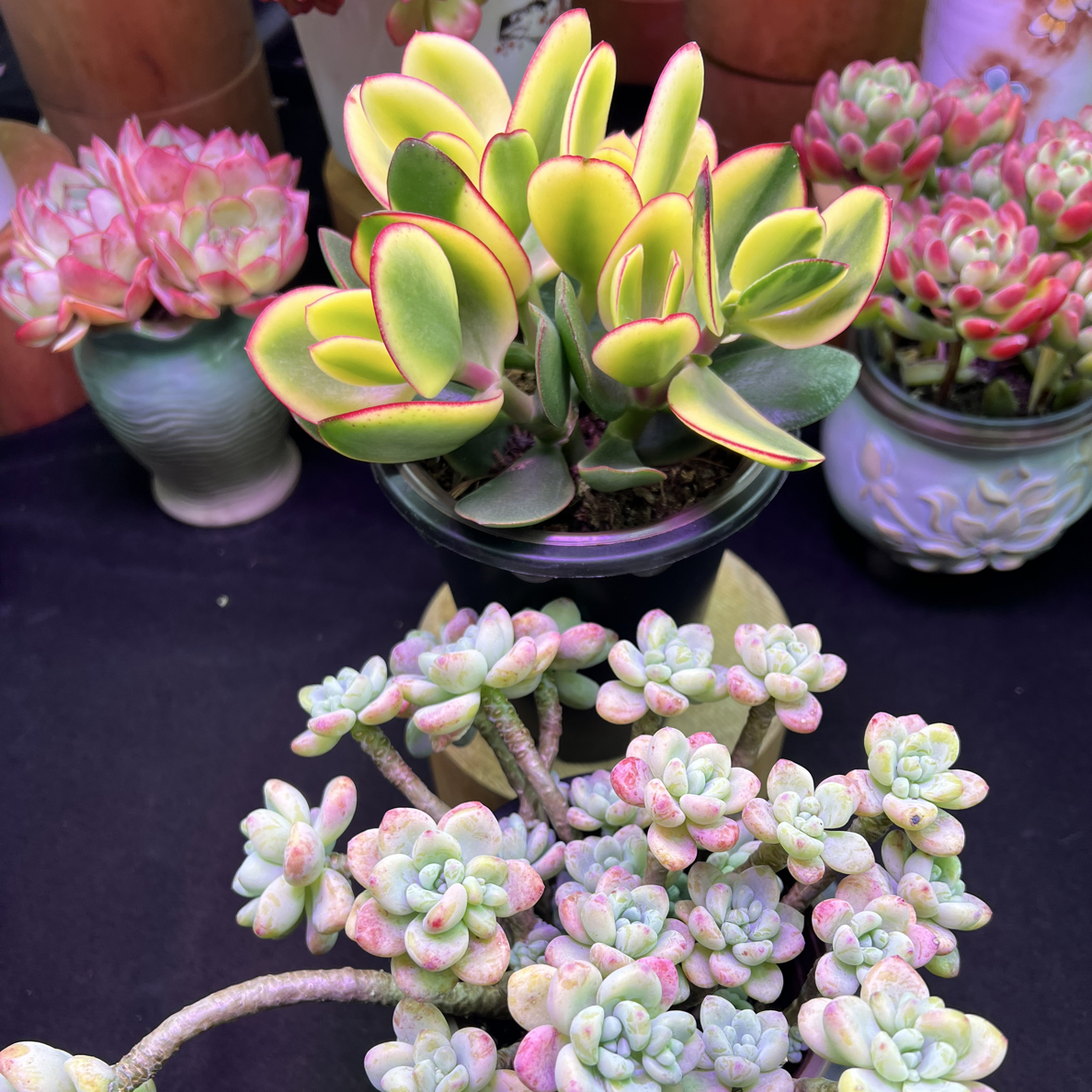 黄金树+劳尔（带塑料盆）多肉植物