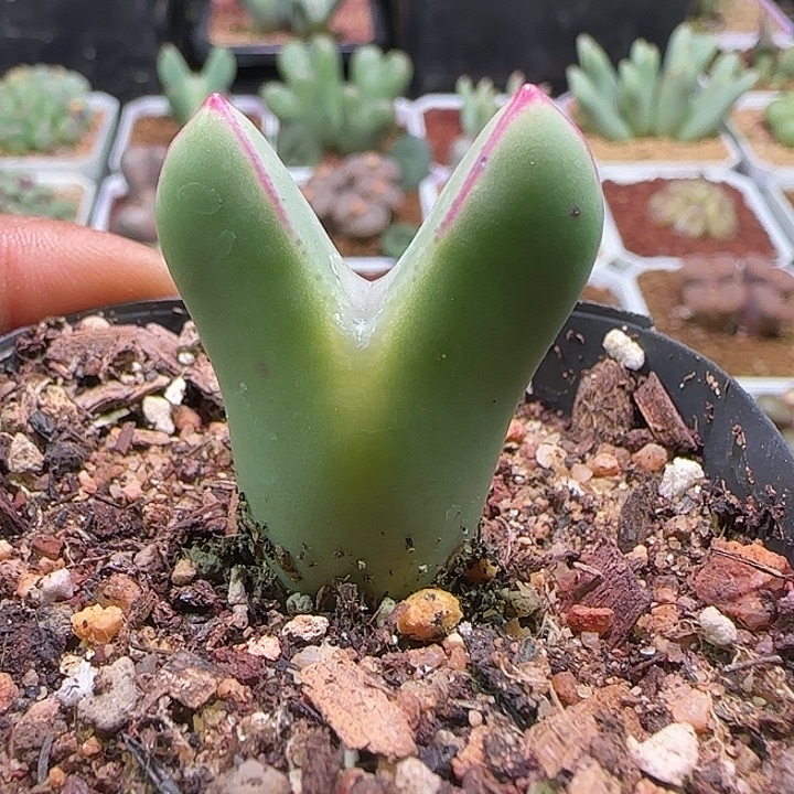 哈哈哈哈哈哈哈哈。831