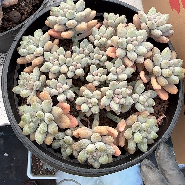 青蛙王子儿童牙膏111