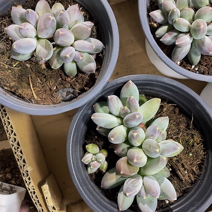 大盆星空美人带盆土发