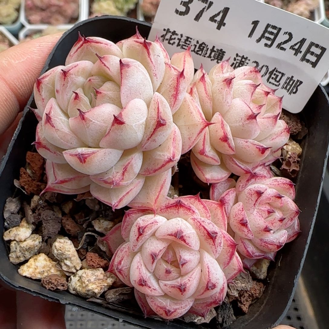 花语逸境0124-374小魔仙