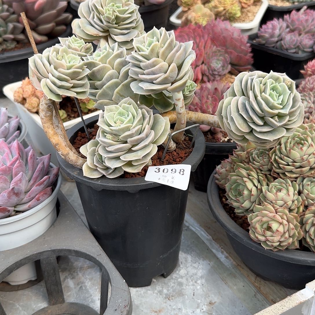 我***牛3098号可爱玫瑰多肉