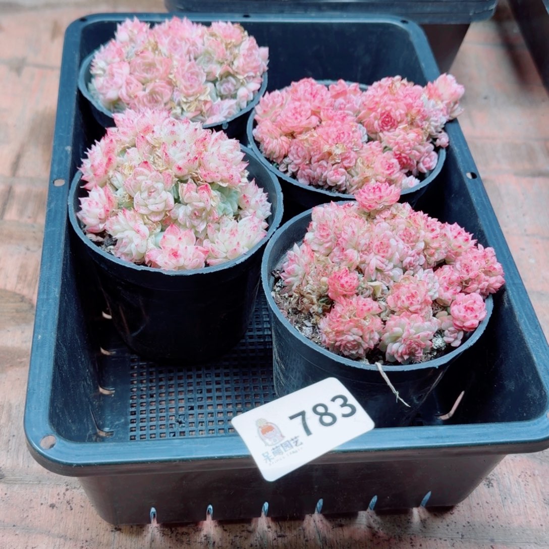 军***君多肉植物多肉植物