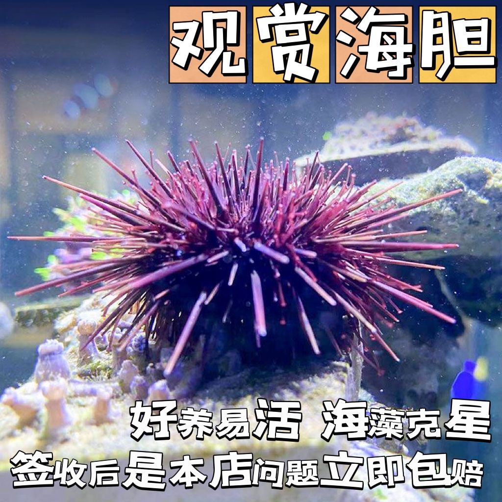 海胆宠物海缸生物除藻清洁活物海洋小生物观赏鱼造景马粪海胆包活