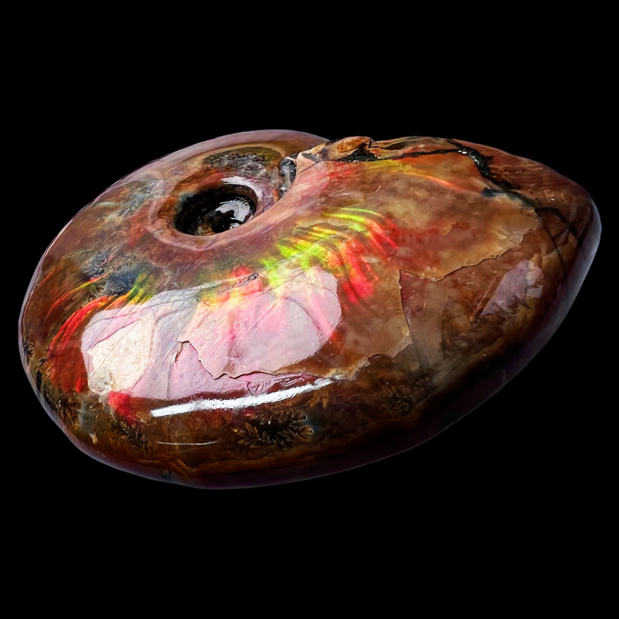 【 叶菊石（火凤凰）】100.4mm 马达加斯加 古贝壳 N-50 创意饰品 A11