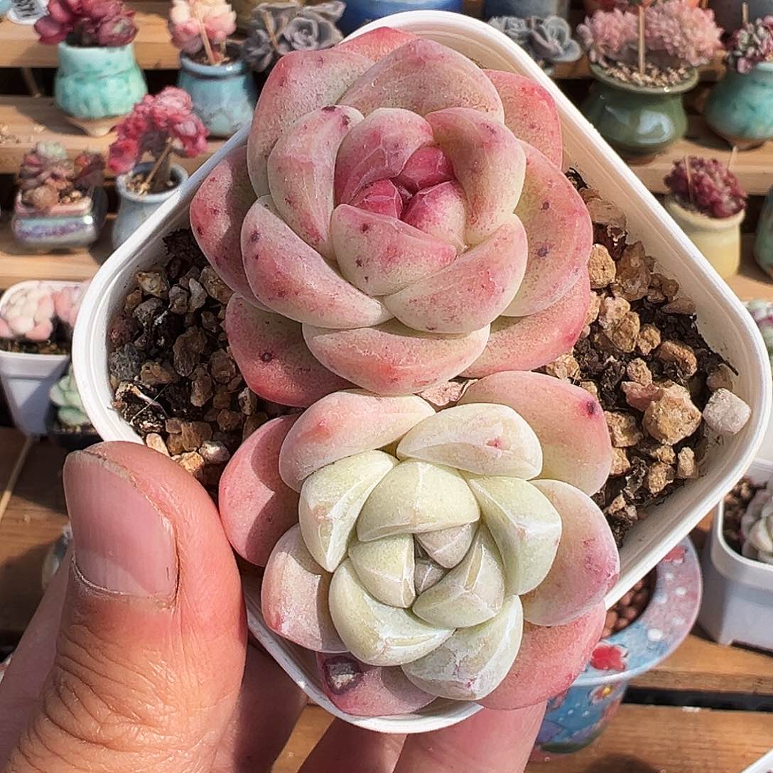 双头阴阳脸石化1270号