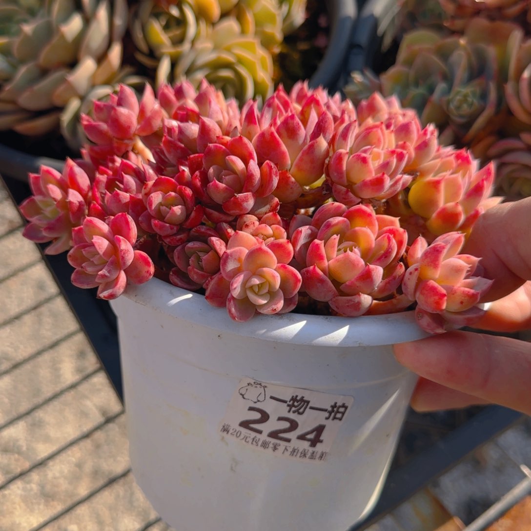  224丝绸面纱      