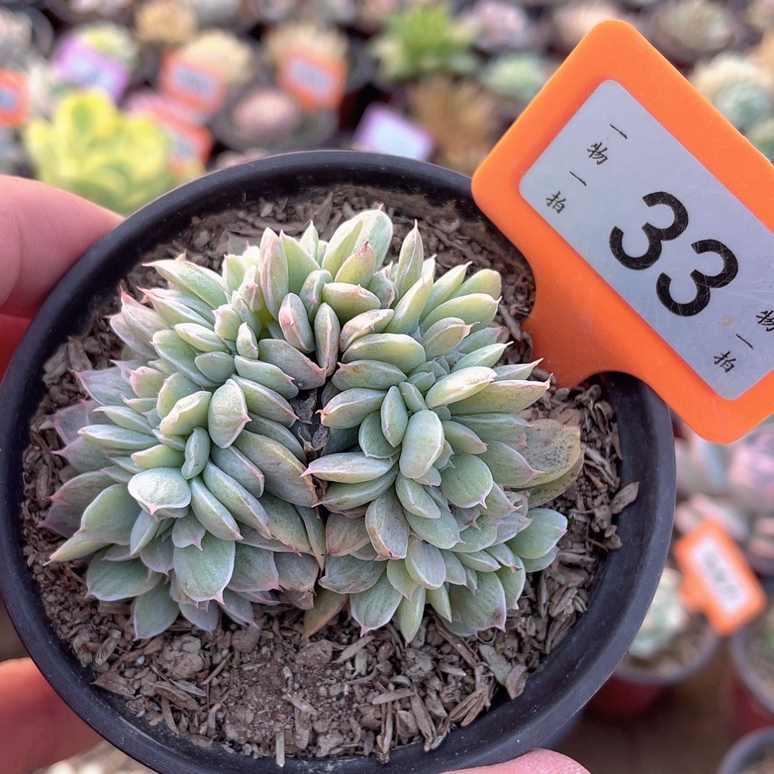 石化拉丝缀33号多肉