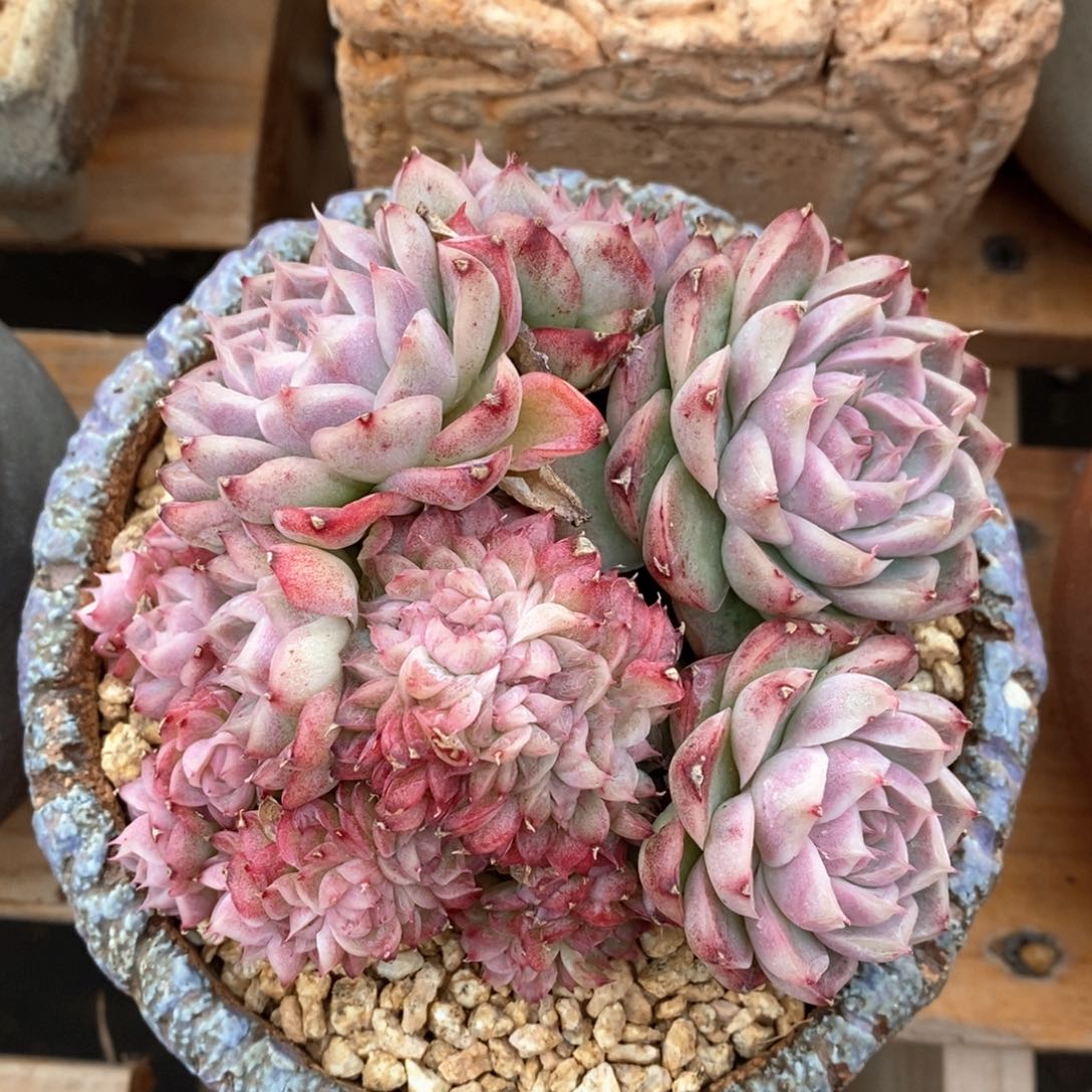 精品多肉一物一拍53